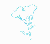  blue tansy